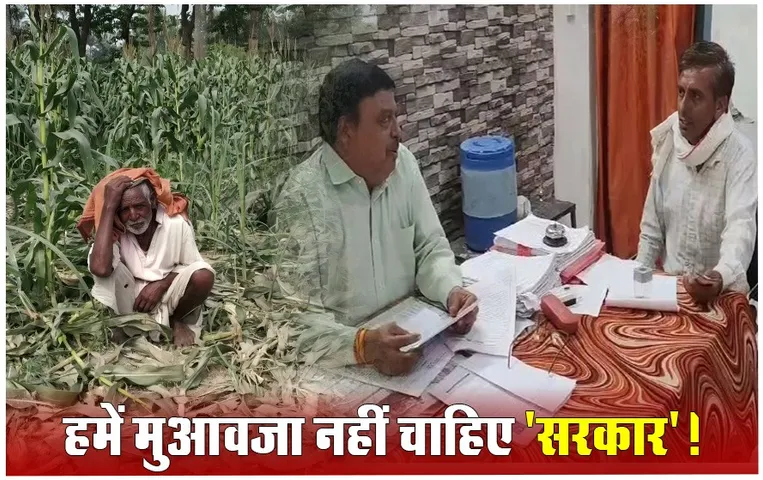 बीमा है या मजाक: ओले से खराब हुई मक्का फसल के क्लेम की राशि शासन को वापस लौटा रहे किसान! कारण जानकार हैरान रह जाएंगे आप