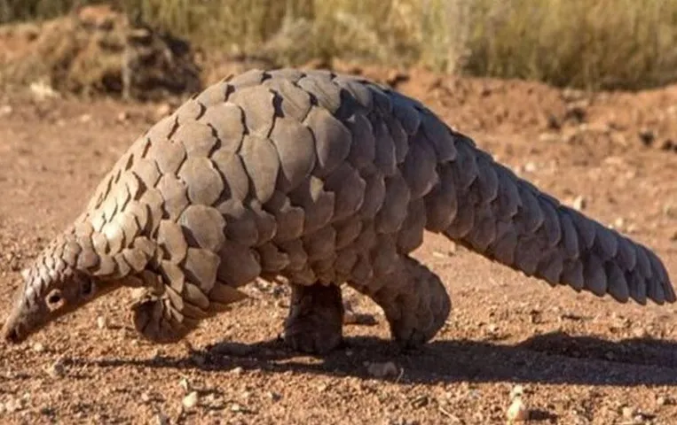 Pangolin News: MP में तस्करों से जिंदा पैंगोलिन बरामद, सौदा कर रहे थे आरोपी