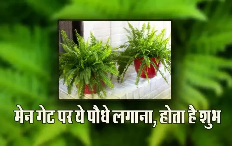 Plant Vastu Tips: घर में नींबू का पेड़ लगाना भी होता है शुभ, क्या कहता है वास्तु, जानें लगाने की सही दिशा
