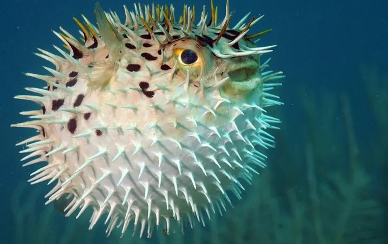 Pufferfish Video: समंदर किनारे दिखी फुटबॉल की तरह गोल मछली, सांप से भी ज्यादा खतरनाक होता है इसका जहर