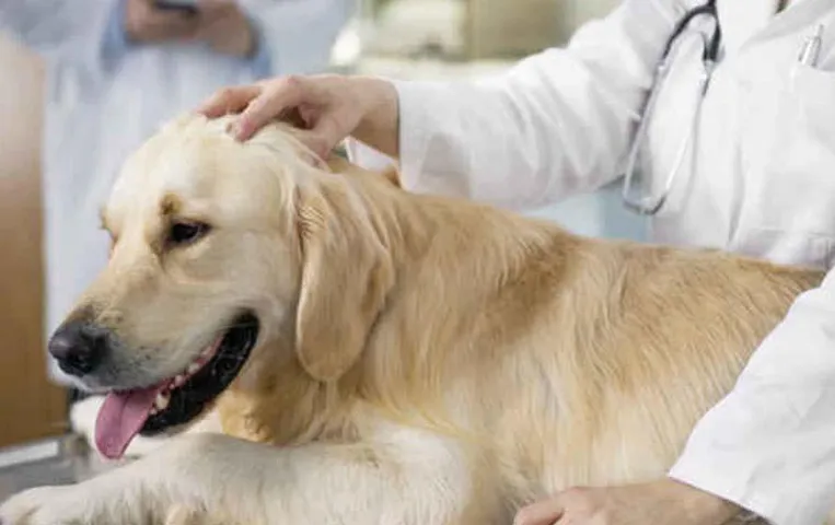 Dog Virus in Human: इंसानों में कुत्तों से फैल रहा ये रहस्यमयी वायरस, जानें वैज्ञानिकों ने क्या कहा?