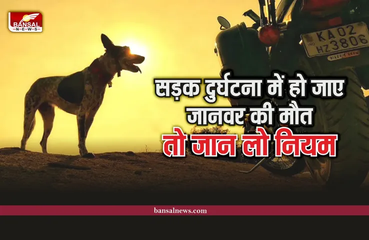 Rash Driving Rules : आपकी गाड़ी से हो जाए किसी पालतू जानवार का एक्सीडेंट तो क्या होगा, जानिए