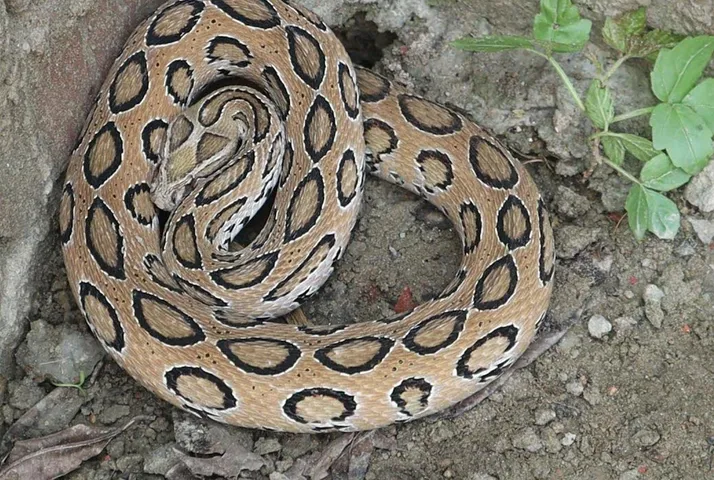 Russell Viper Snake: भारत के सबसे जहरीले सांप रसैल वाईपर सहित 25 कोबरा को सर्पमित्र ने किया रेस्क्यू