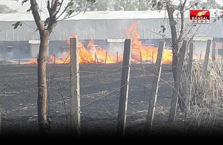 Shajapur Fire News: गेहूं की नरवाई की आग हुई विकराल, काबू पाने पहुंची दमकल की गाड़ियां