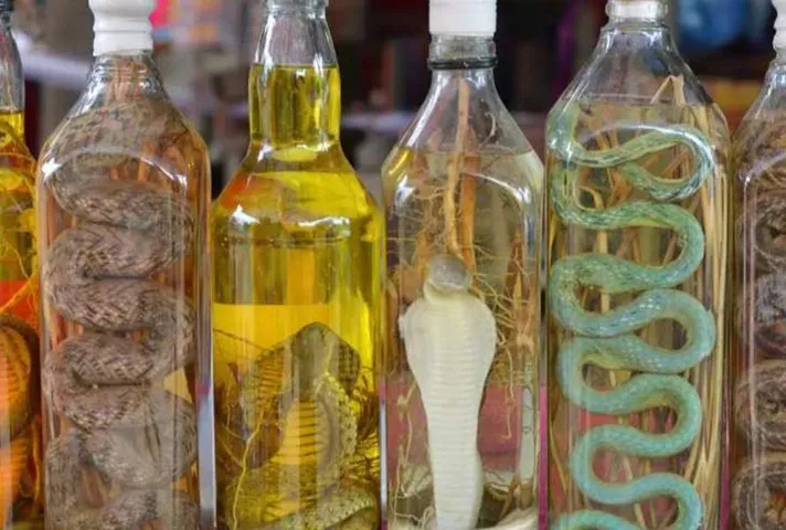 Snake Wine: यहां मिलती है सापं से बनी दुनिया की अनोखी शराब, इसकी खासियत जानकर हो जाएंगे हैरान