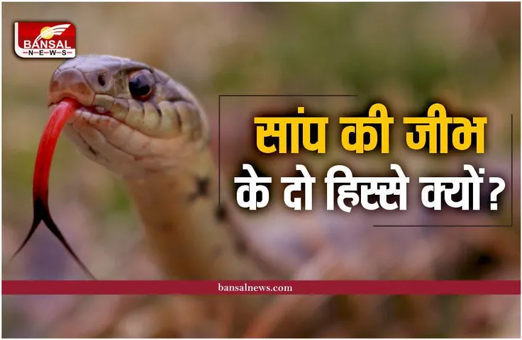 आखिर दो हिस्सों में क्यों बंटी होती है सांप की जीभ! जानिए इसका राज