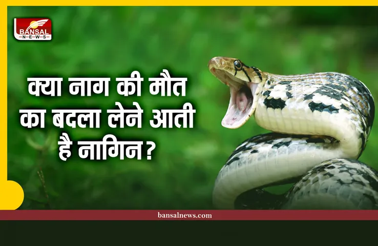 क्या नागिन अपने नाग की मौत का बदला लेने आती है? जानिए पूरा सच