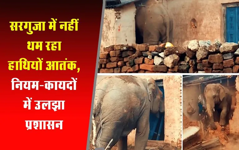 CG News: सरगुजा में नहीं थम रहा हाथियों आतंक, नियम-कायदों में उलझा प्रशासन
