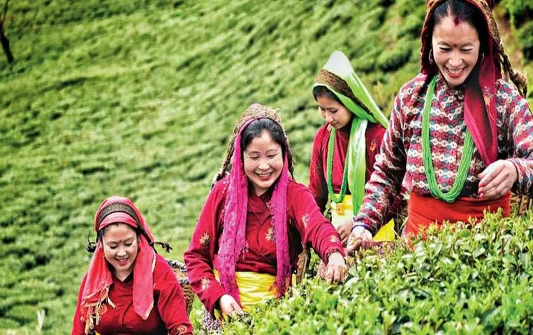 Tea Garden Workers: प्रदेश के चाय बागान श्रमिकों को सरकार ने दिया तोहफा, जानिए क्या