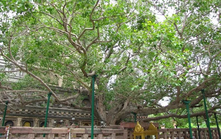 UP News: यूपी सरकार की अच्छी पहल, पुराने वृक्षों को संरक्षित करने के लिए अभियान जारी, इस दिन बनेगा रिकॉर्ड