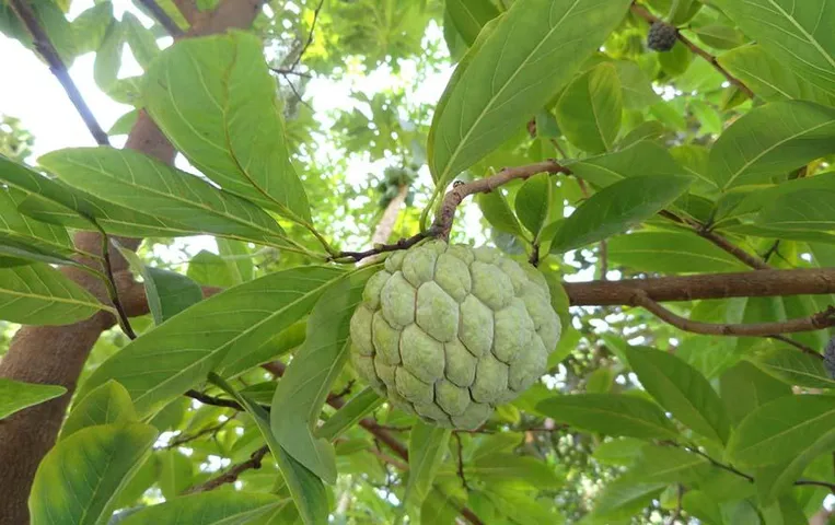 MP News: पठारी के सीताफलों पर क्लाइमेट चेंज का असर, दिसंबर की जगह सितंबर में आए फूल