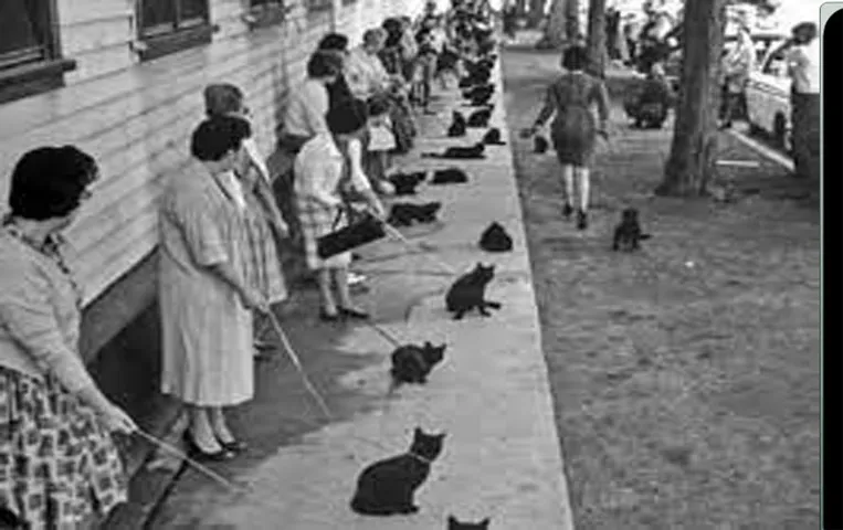 Viral News: भूतिया फिल्म के लिए काली बिल्लियों का हुआ ऑडिशन, 62 साल पुरानी तस्वीर वायरल