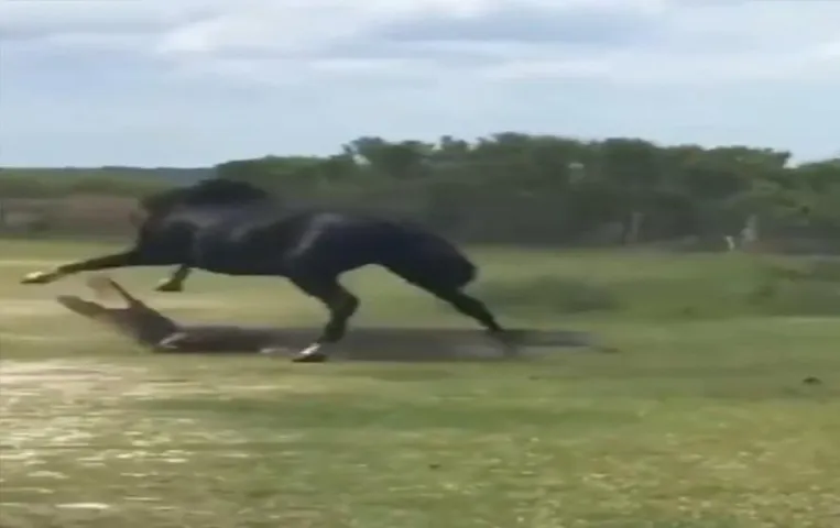 Viral Video: मैदान पर मगरमच्छ और घोड़े की हुई सीधी भिड़ंत, नहीं देखा होगा घोड़े का ऐसा रौद्र रूप