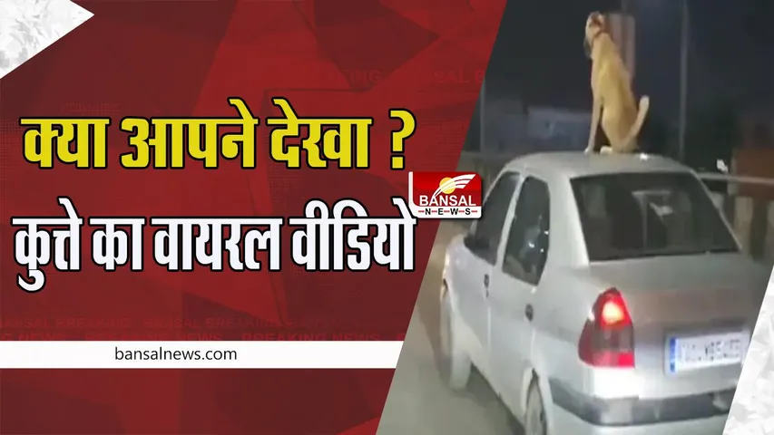 Dog Viral Video: क्या आपने देखा कुत्ते को गाड़ी की छत पर घूमते हुए ! सोशल मीडिया पर वीडियो वायरल, देखें यहां