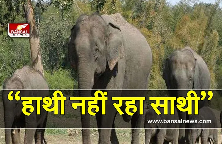 शहडोल में हाथियों का कहर लगातार जारी,अब तक 5 लोगों को हाथियों ने कुचला