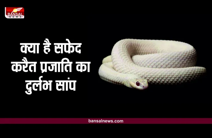 White Colored Snake : क्या है सफेद करैत प्रजाति का दुर्लभ सांप, कहां पाया जाता है ये