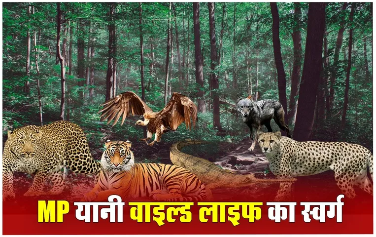 Wild Life in MP: वाइल्ड लाइफ की जन्नत में आपका स्वागत; टाइगर-लेपर्ड और चीता ही नहीं ये भी है मध्य प्रदेश की पहचान