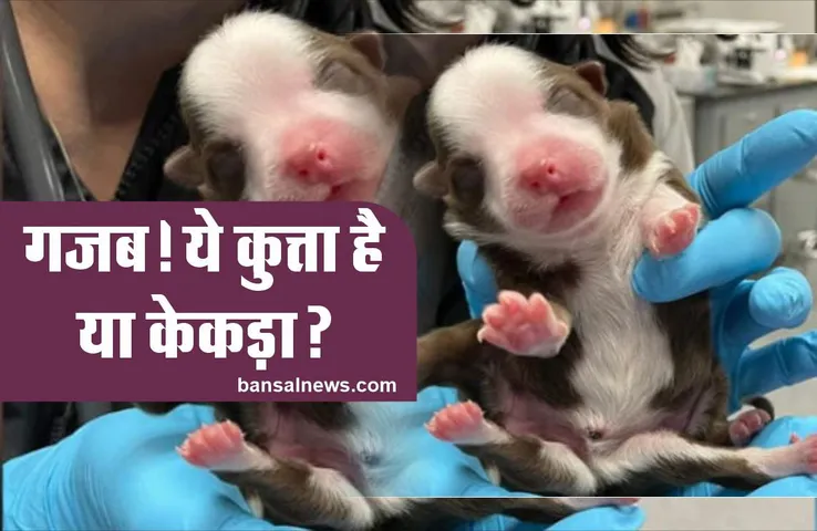 World Unique dog : 6 पैरों वाला दुनिया का सबसे अनोखा कुत्ता