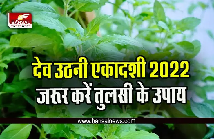 Dev Uthani Ekadashi 2022: देव उठनी एकादशी पर तुलसी पर चढ़ाना न भूलें ये खास चीजें, पैसों की तंगी से मिलेगा छुटकारा