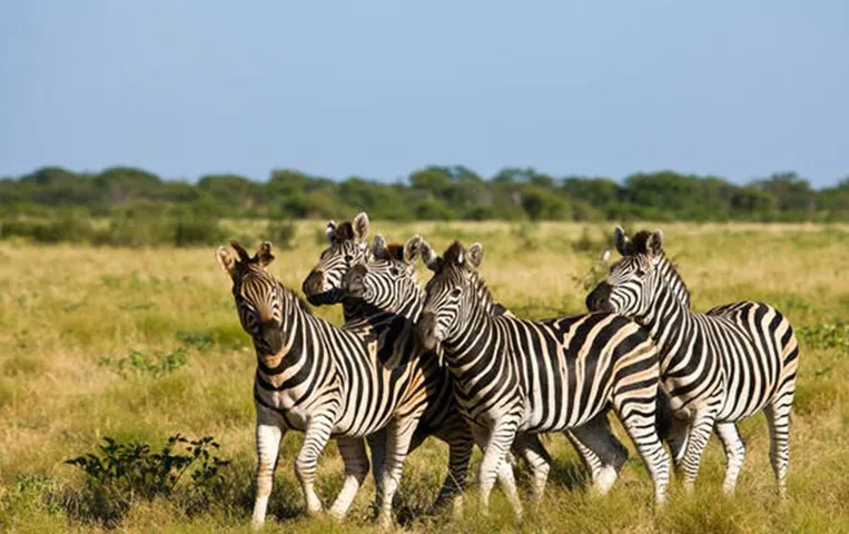 MP News: इंदौर जू में जल्द आएगा अफ्रीकन जेब्रा, मुंबई जू से ग्रीन सिग्नल का इंतजार