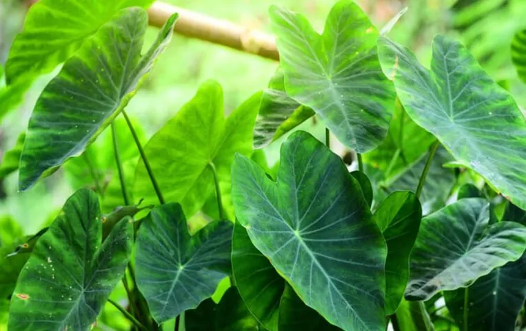 Arbi Leaves Benefits: सिर्फ खाने का स्वाद नहीं बढ़ाते अरबी के पत्ते, देते है ये भरपूर गुणकारी फायदे