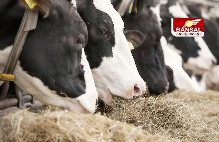 Karnataka: जब बैल, भैंस को काटा जा सकता है तो गाय काटने में क्या गलत? पशुपालन मंत्री ने दिया विवादित बयान