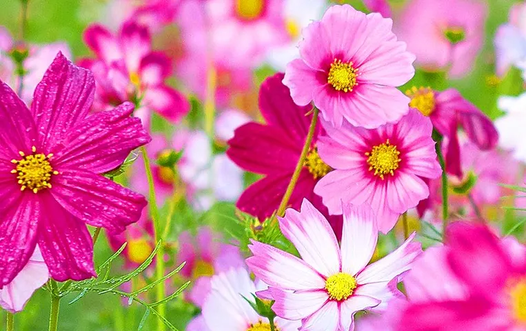 Home Gardening: अगस्त महीने में लगाएं ये फूल और प्लांट्स, सुन्दरता और खुशबू से महक उठेगी बगिया और घर