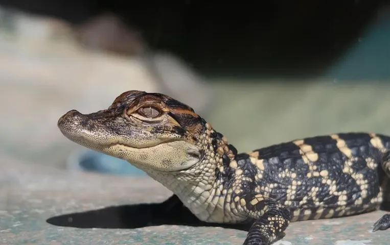 Crocodile Rescue: मुंबई में ‘चॉल’ से मगरमच्छ के बच्चे को सुरक्षित पकड़ा गया, पढ़ें विस्तार से