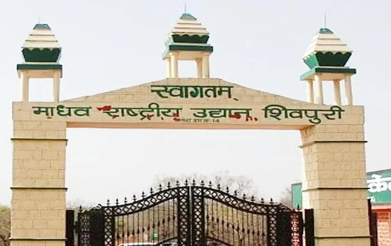 Shivpuri News: टाइगर आने के बाद इस टूरिस्ट स्पॉट्स पर जाने पर लगाई रोक