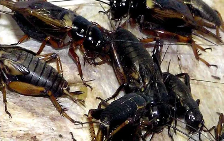 बरसात के कीड़ों को रखना है घर से दूर, तो आजमाएं ये 10 टिप्स, नहीं आएगा कीड़ा