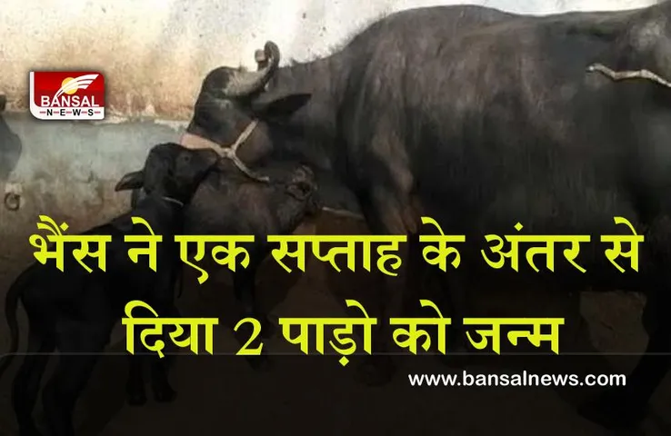 Khargone Buffalo Case : भैंस ने एक सप्ताह के अंतर से दिया 2 पाड़ो को जन्म, लोग मान रहे है चमत्कार