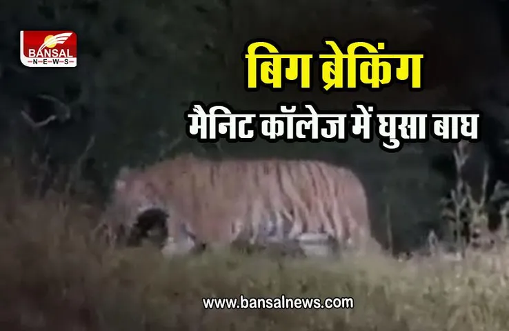 Bhopal Tiger Movement :  अब मैनिट कॉलेज में घुसा बाघ, छात्रों को हॉस्टल से बाहर न निकलने के निर्देश, क्लासेस भी रद्द, देखें वीडियो