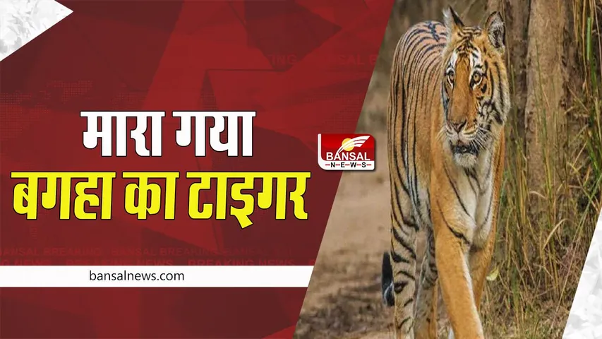 Bihar Bagha Tiger: खत्म हुई आदमखोर बाघ की कहानी ! 9 महीनों में 10 लोगों बनाया शिकार , जानें इस खबर में