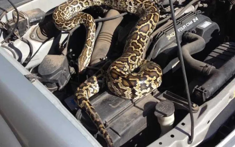 Ambikapur News: कार में घुसा 7 फीट का अजगर, मचा हडकंप, बड़ी मशक्कत से स्नेक मैन ने किया रेस्क्यू