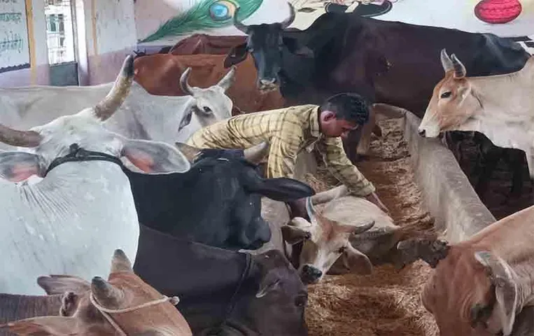 MP News: अधिकारियों की अनदेखी, गौशाला में 2 माह से बोरबेल बंद, प्यास से तड़प कर रहे हैं मवेशी