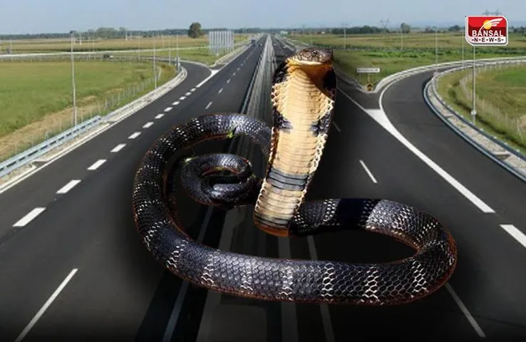 Korba News: किंग कोबरा और सांपों के लिए 87 किमी. फोरलेन सड़क पर बनेगा रास्ता