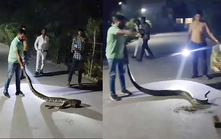 CG News: कोरबा में कॉलेज परिसर में रात के वक्त घुसा 10 फीट लंबा अजगर, जानें पूरी खबर