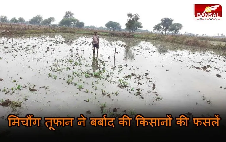 CG News: रायगढ़ में बारिश ने तोड़ी किसानों की कमर, धान और सब्जी फसल को हुआ भारी नुकसान