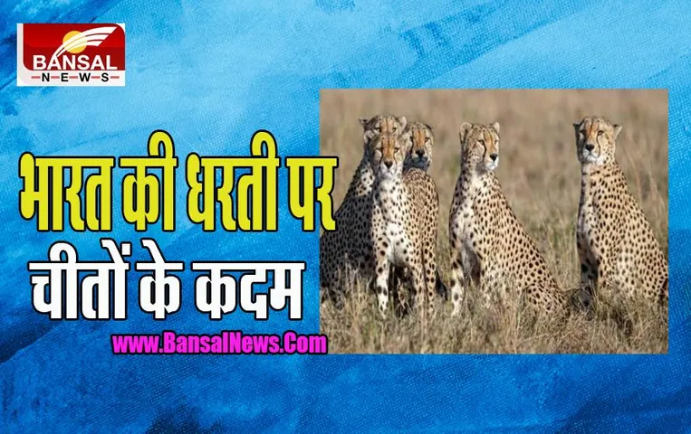 MP Cheetah Live Update: 70 साल बाद कूनो की धरती पर चीतों के कदम, पीएम मोदी का बड़ा संबोधन, जानें पल-पल की अपडेट