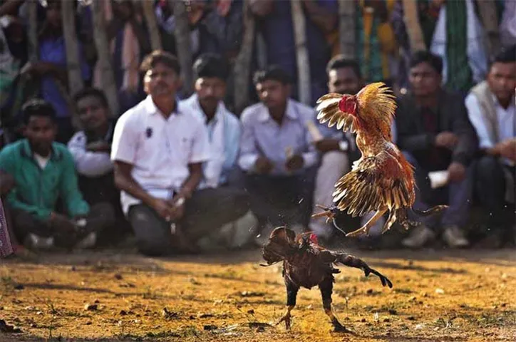 Tribal Tradition: मुर्गों के पैरों में जहर बुझी छुरी बांध कर यहां होती है लड़ाई, दांव पर लगते है लाखों रुपए