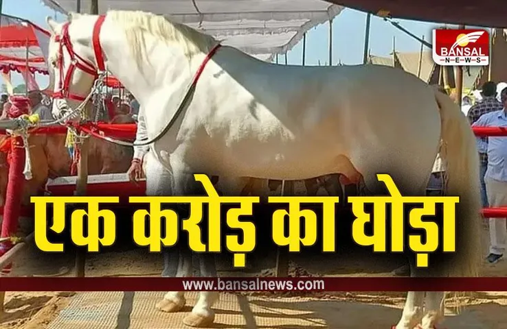 India's More Expensive Horse :  लक्जरी कार से भी महंगे भारत के ये घोड़े, सफेद बाबा की कीमत 1 करोड़, हैदर 60 लाख का, जानें इनकी खासियत