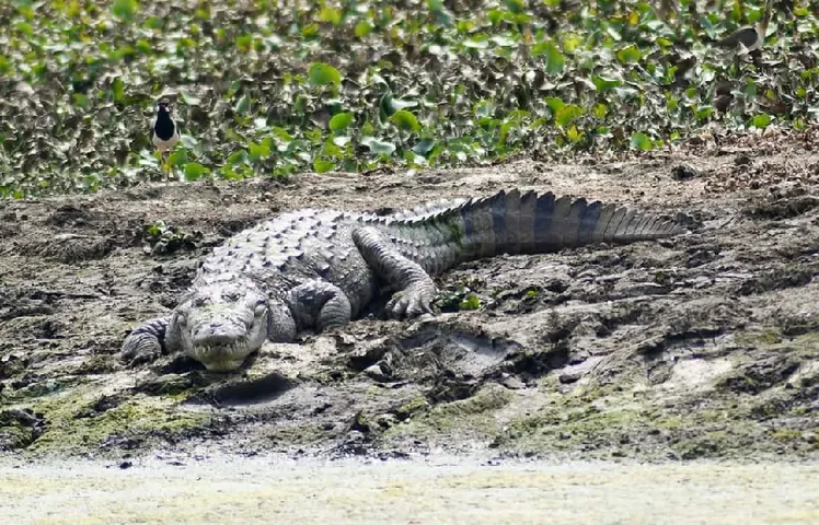 Bhopal Crocodile Count Begins In City : भोपाल में 22 मगरमच्छ और 2 ​घड़ियाल