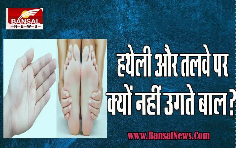 Interesting Fact Hair On Palm And Sole: आखिर हथेलियों पर बाल क्यों नहीं होते ? क्या आपने सोचा है ऐसा क्यों, जानिए इस आर्टिकल में