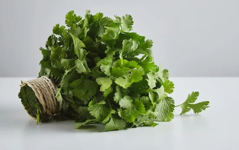 Green Coriander Benefits: खाने का स्वाद बढ़ाने के लिए ही नहीं दिल को स्वस्थ रखता है हरा धनिया, जानें इसके फायदे
