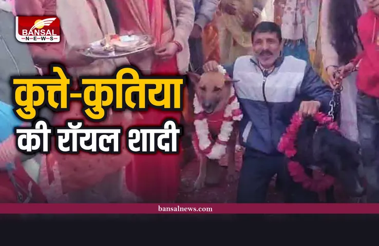 क्या आपने देखी कुत्तों की शादी, देखे टॉमी और जैली की शादी का वीडियो