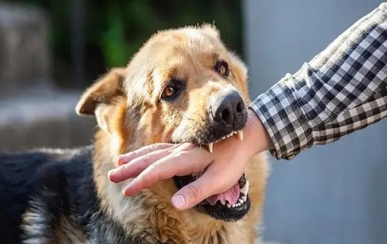 कुत्ता काट ले, तो तुरंत घर में इस चीज का उपयोग करें, डॉक्टर की सलाह के अनुसार लक्षणों पर ध्यान दें, ऐसे में रेबीज का खतरा नहीं होगा