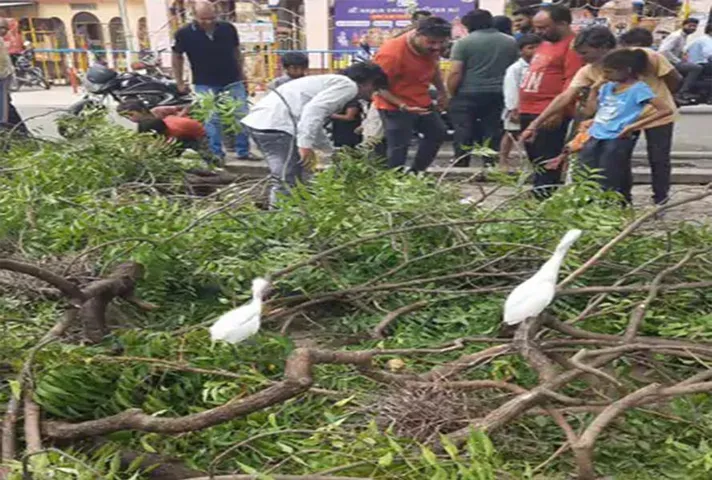 Ratlam News: नगर निगम प्रशासन का संवेदनहीन रवैया, दर्जनों पक्षियों के घोंसले उजाड़े