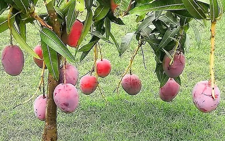 Most Expensive Mango: दुनिया का सबसे महंगा आम, एक किलो की कीमत में आप खरीद लेंगे पांच तोला सोना