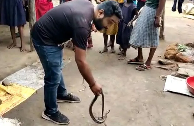 Korba News: हर रोज सांपों से हो रहा लोगों का सामना, तीन दिन में 100 से अधिक सांपों का किया जा चुका है रेस्क्यू