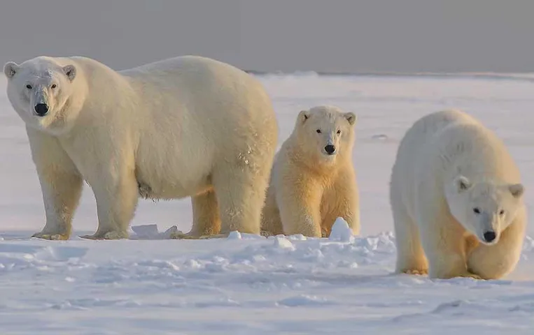 Environmental News: ध्रुवीय भालू (Polar Bear) के जीवन पर संकट, जानिए उनकी मुश्किलें और वजह